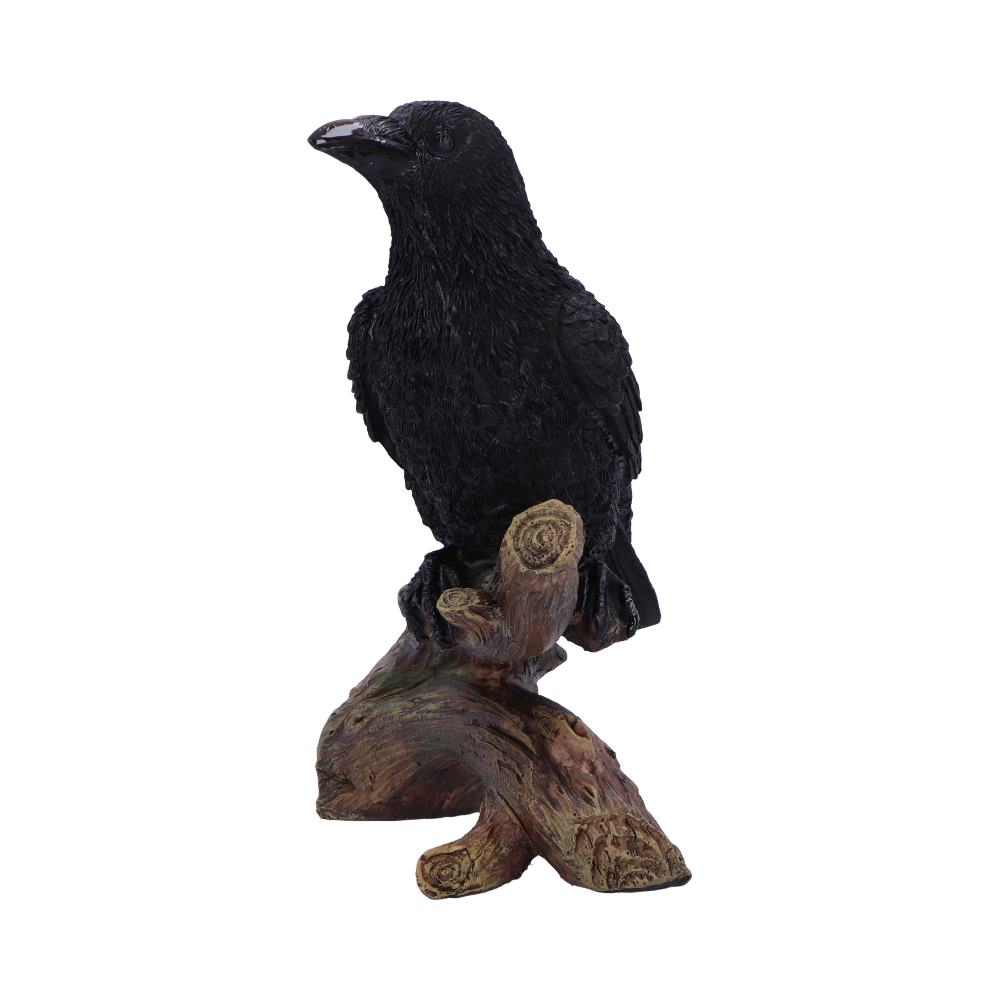 Ravens Perch 20cm Ravens Perch 20cm