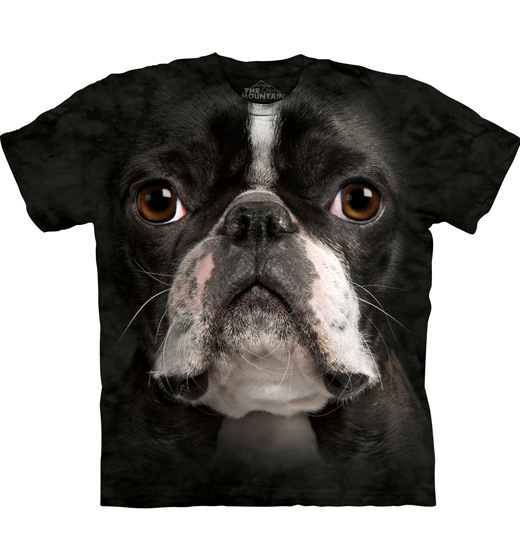 Boston Terrier Face