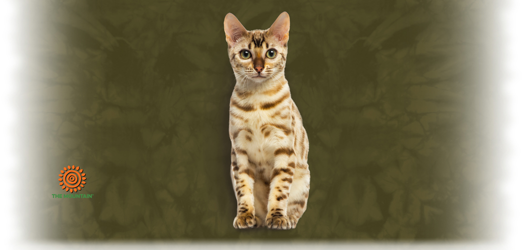 Bengal Cat Mok