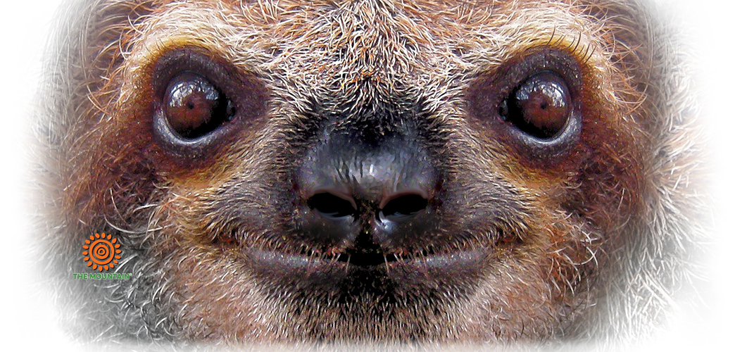 Mug Sloth Face