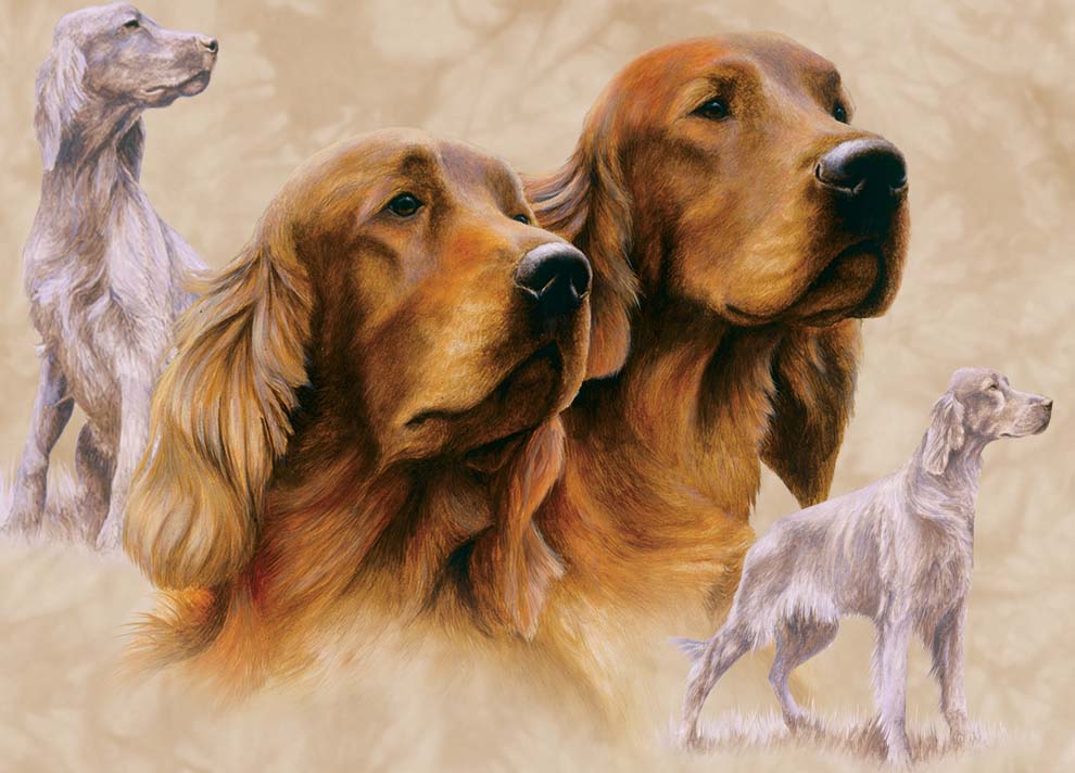 Irish Setter - Dog - Photo Frame With Cards