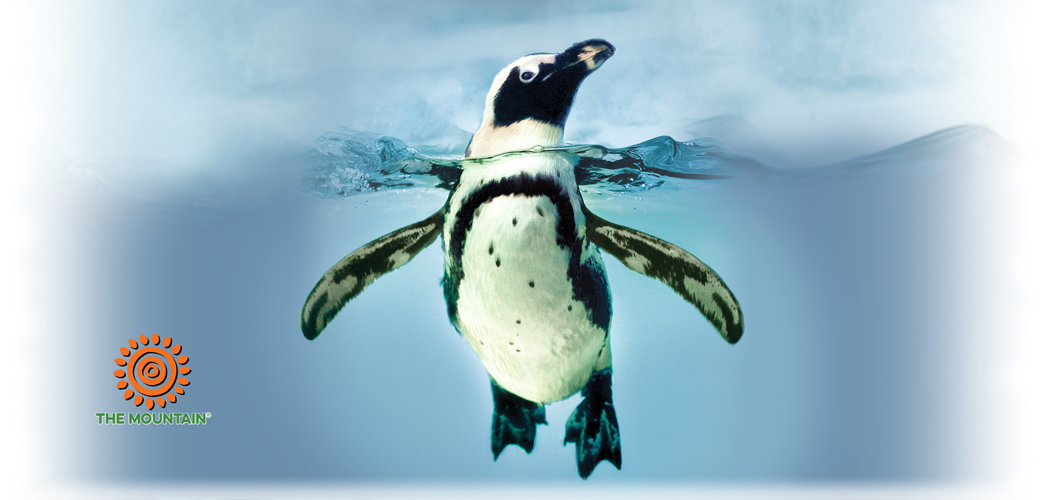 Becher Swimming Penguin