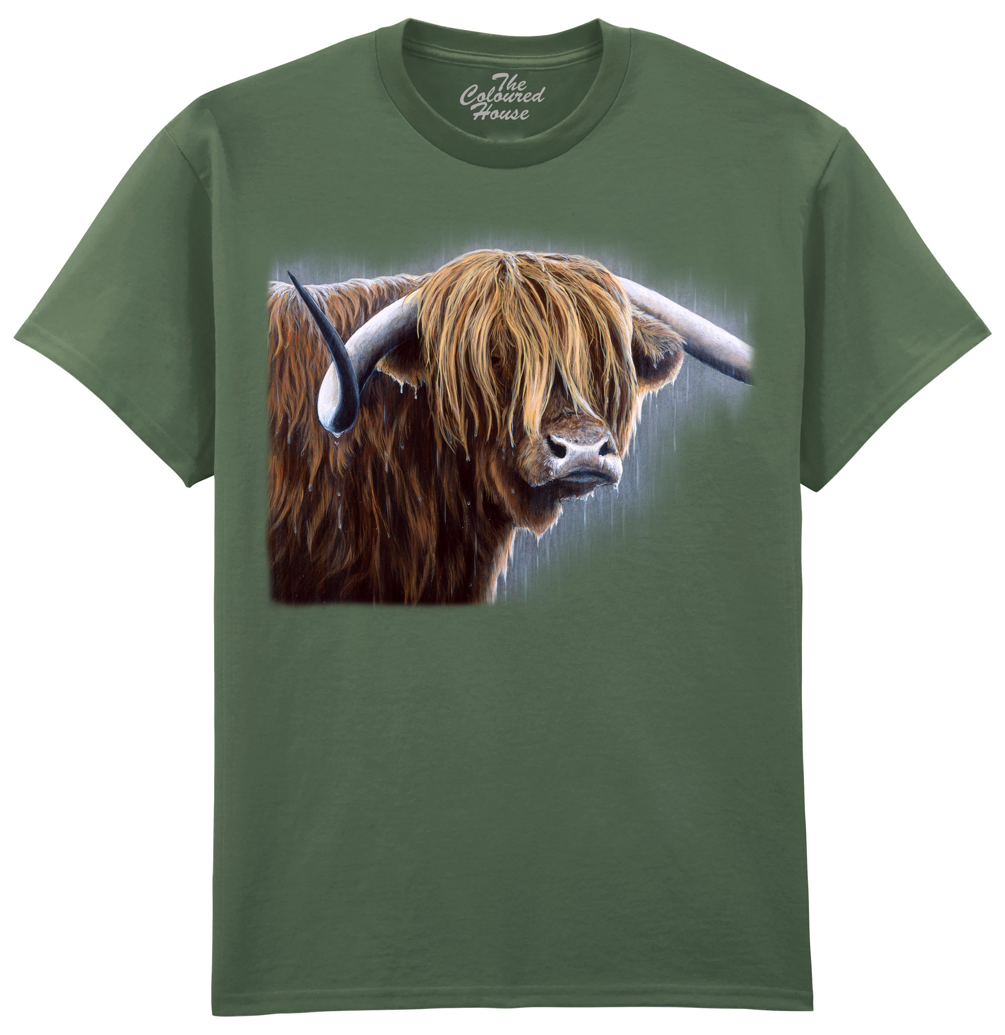 Highland Bull