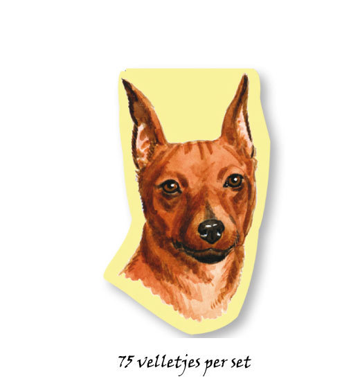 Mini Pinscher