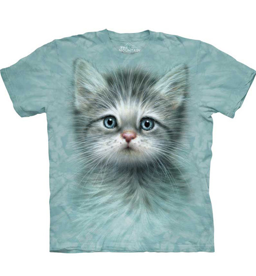 Blue Eyed Kitten