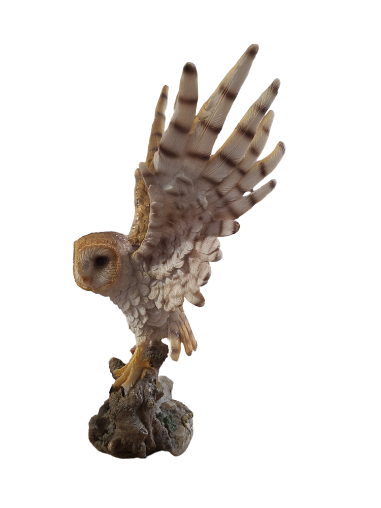 Barn Owl Starting to Fly