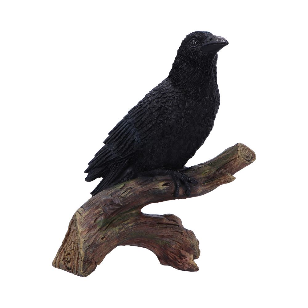 Ravens Perch 20cm Ravens Perch 20cm