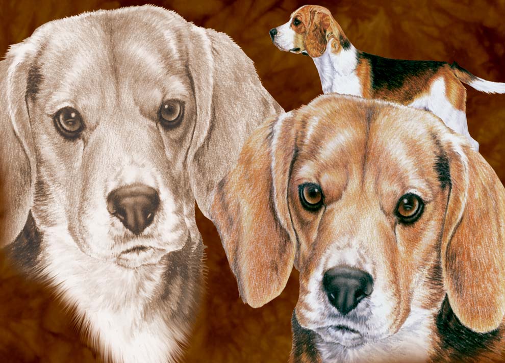 Beagle - Dog - Photo Frame With Cards