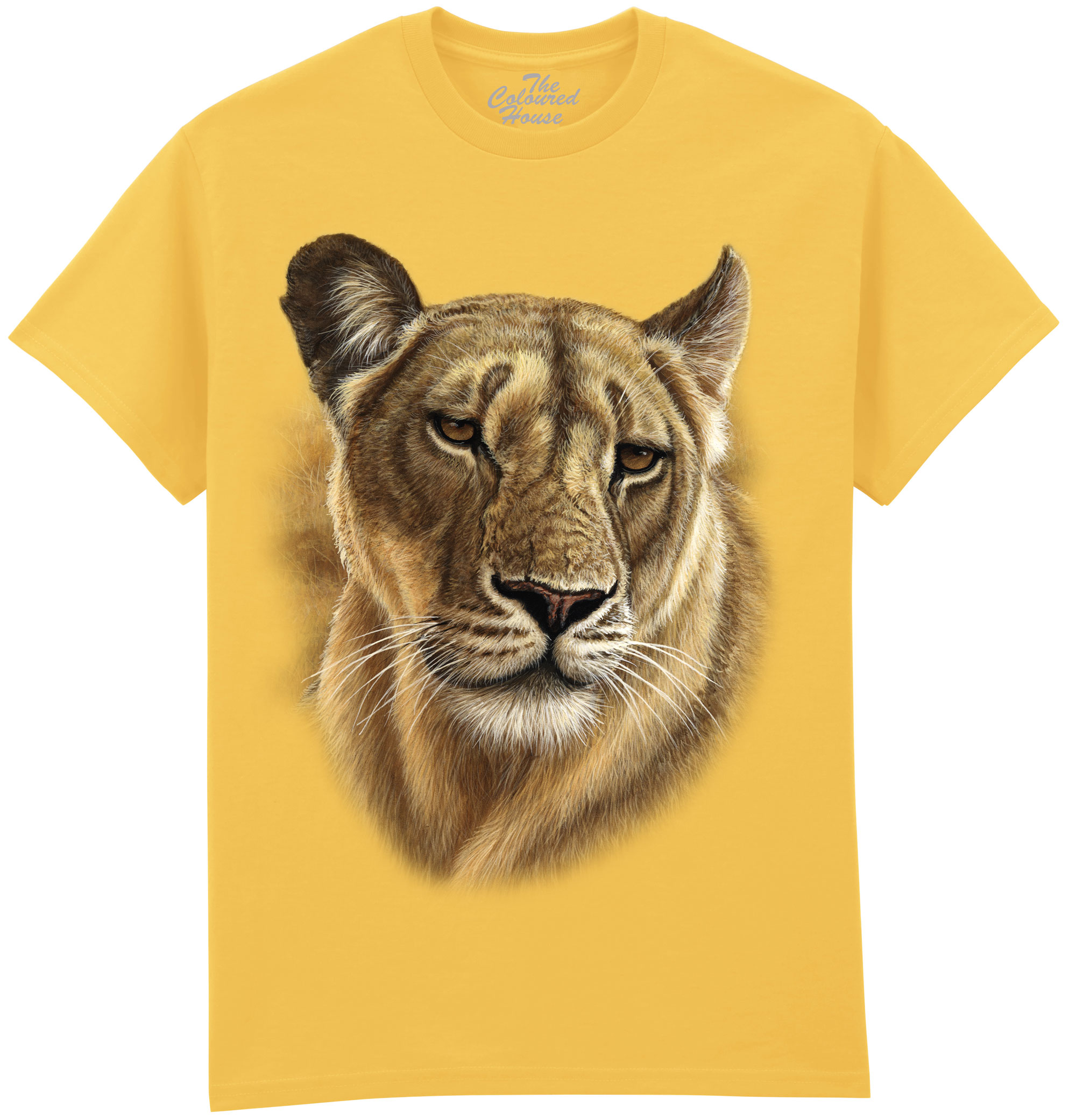 Lioness