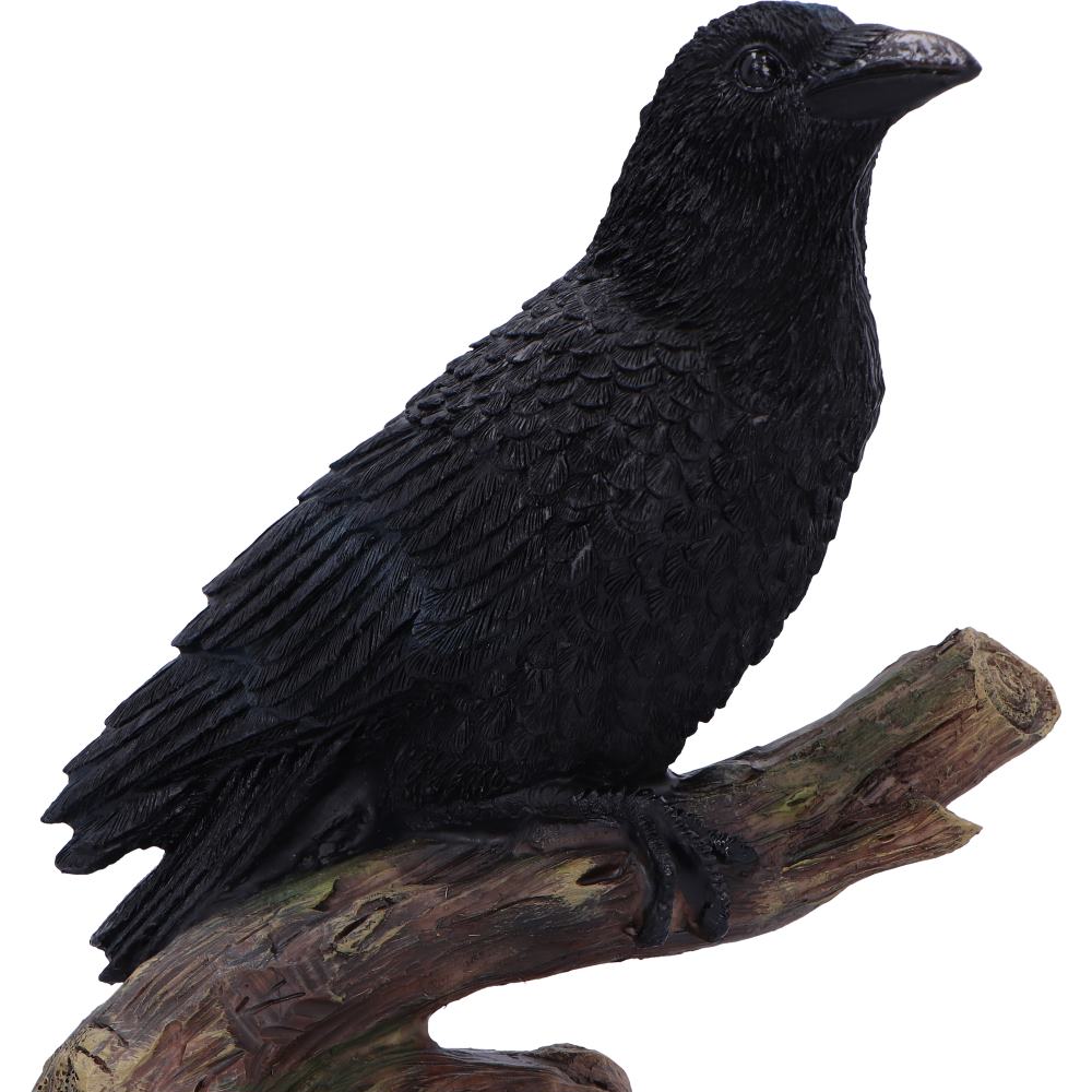 Ravens Perch 20cm Ravens Perch 20cm
