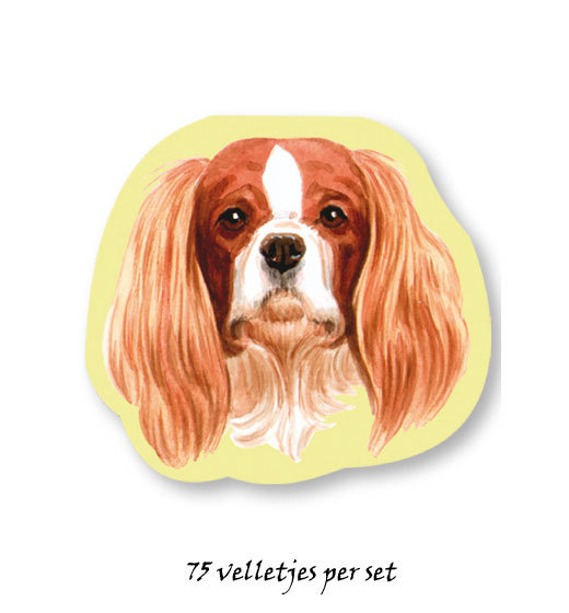 Cavalier King Charles