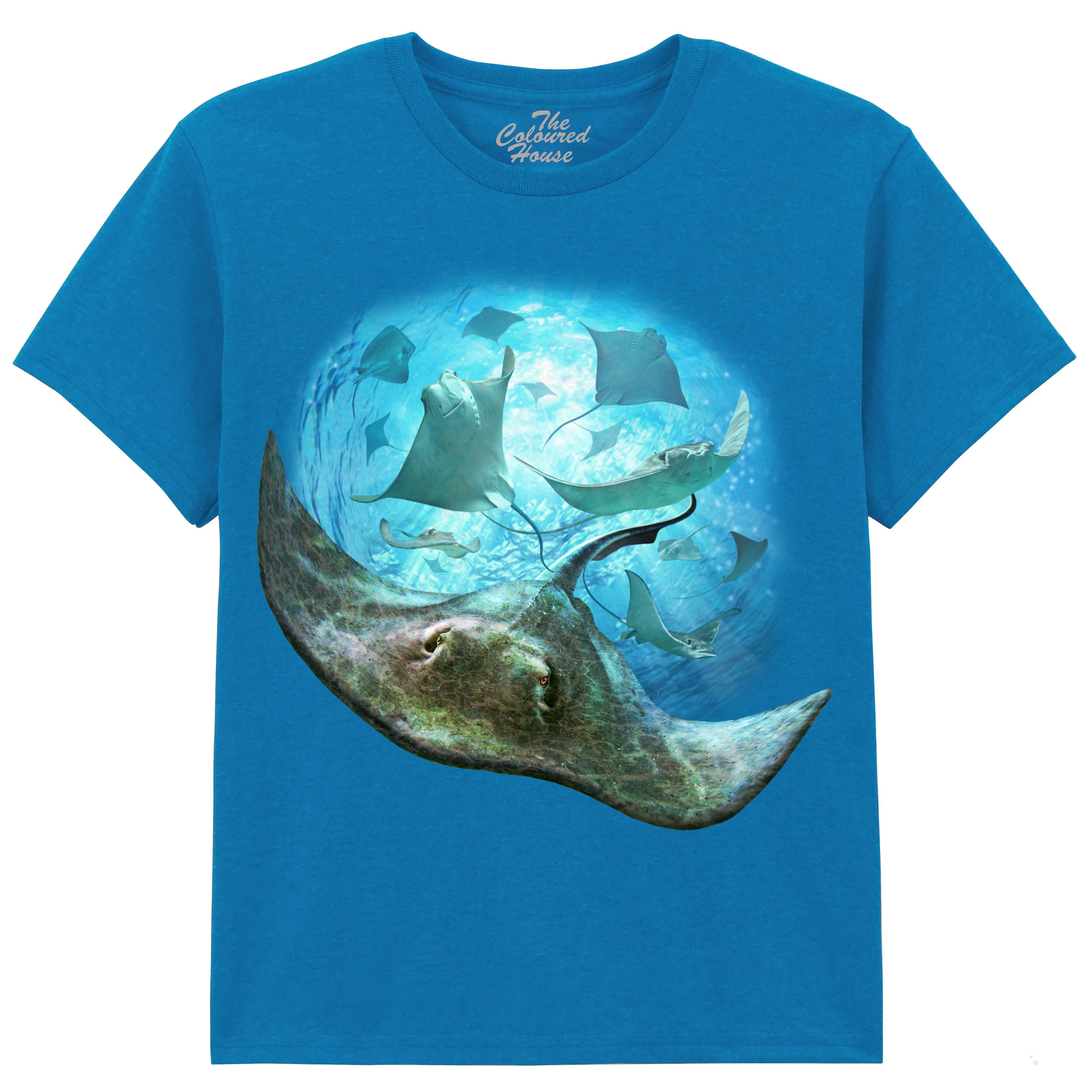 School Of Stingrays KIDS