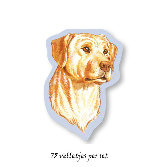 Labrador yellow