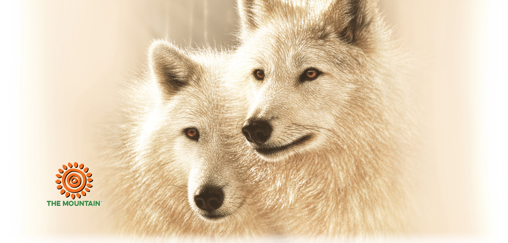 Becher Sunlit Soulmates