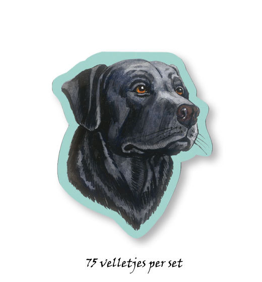 Labrador zwart