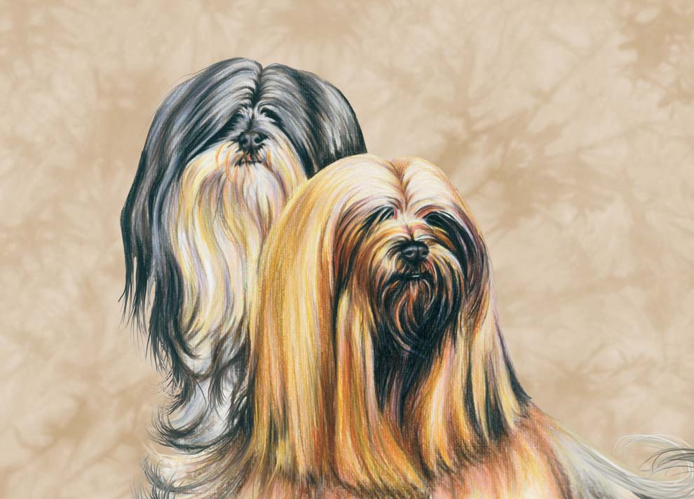 Lhasa Apso - Dog - Photo Frame With Cards