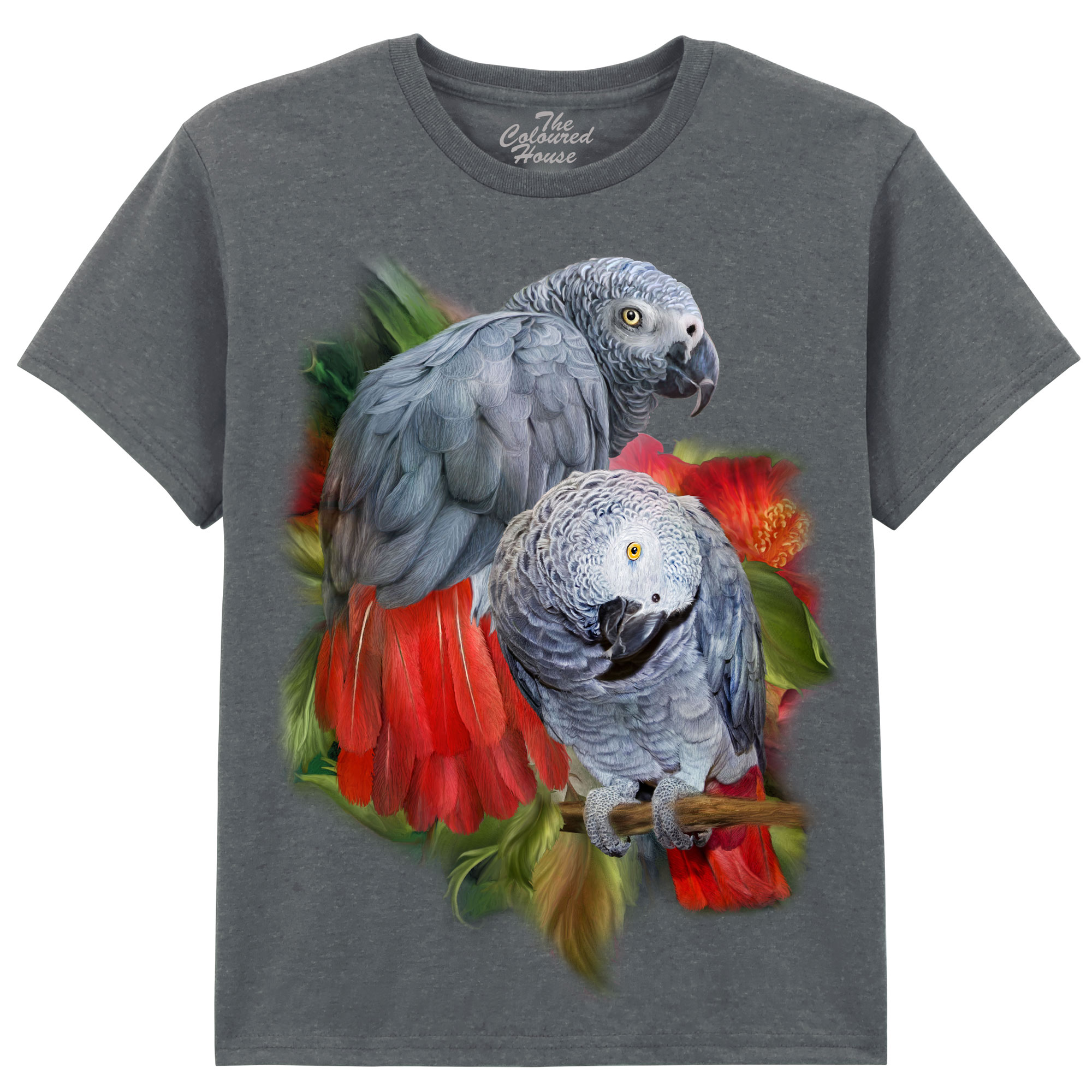 African Greys KIDS