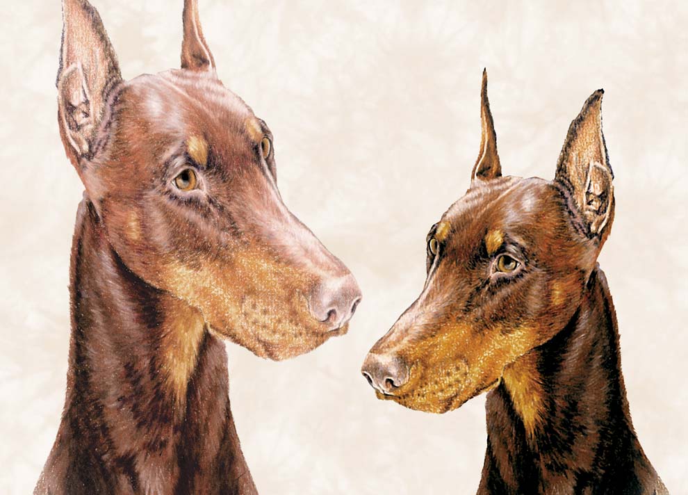 Doberman - Dog - Photo Frame With Cards