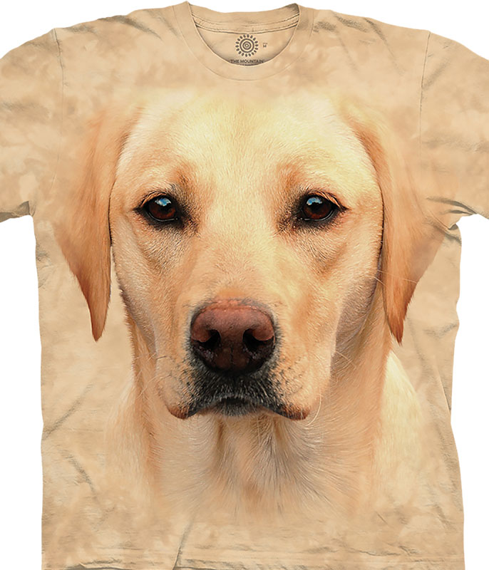 Yellow Lab Portrait