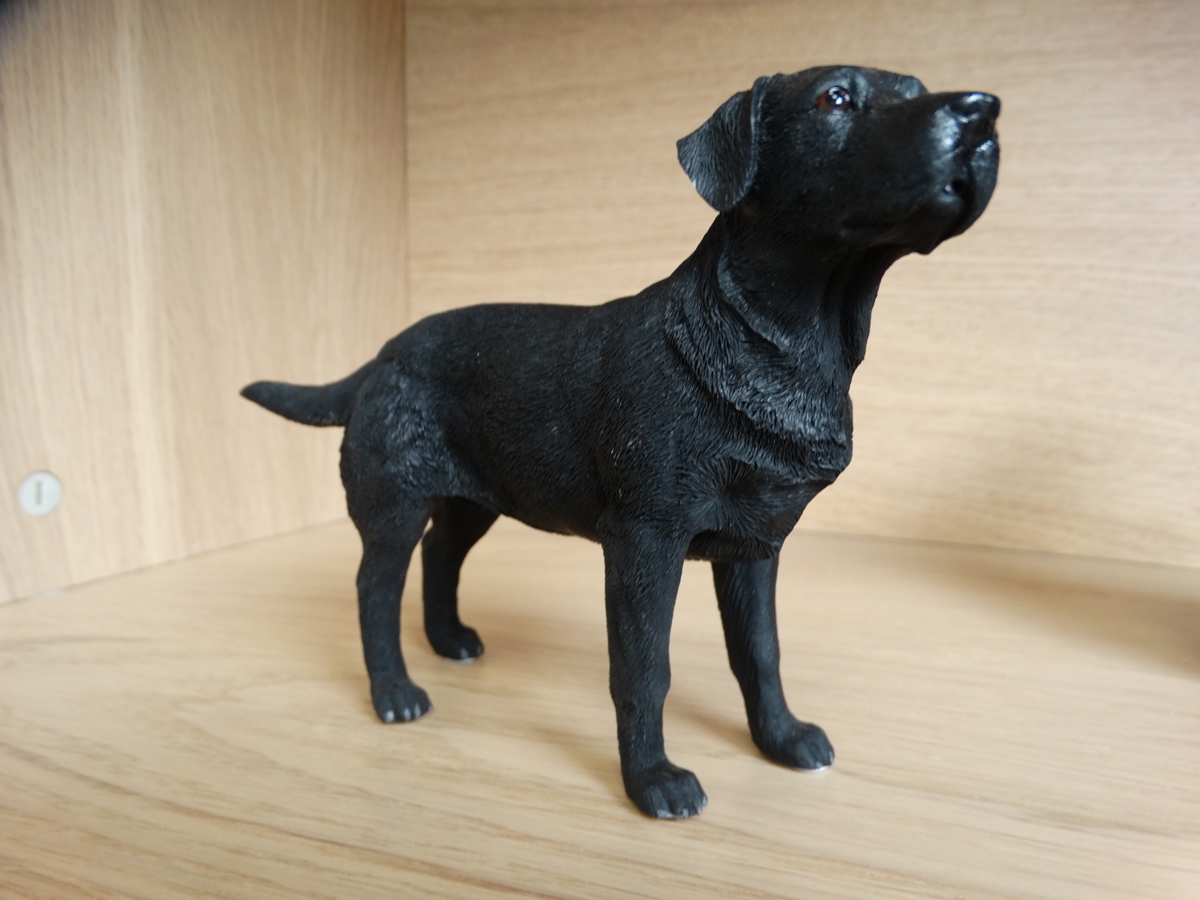 Labrador Black LP4152