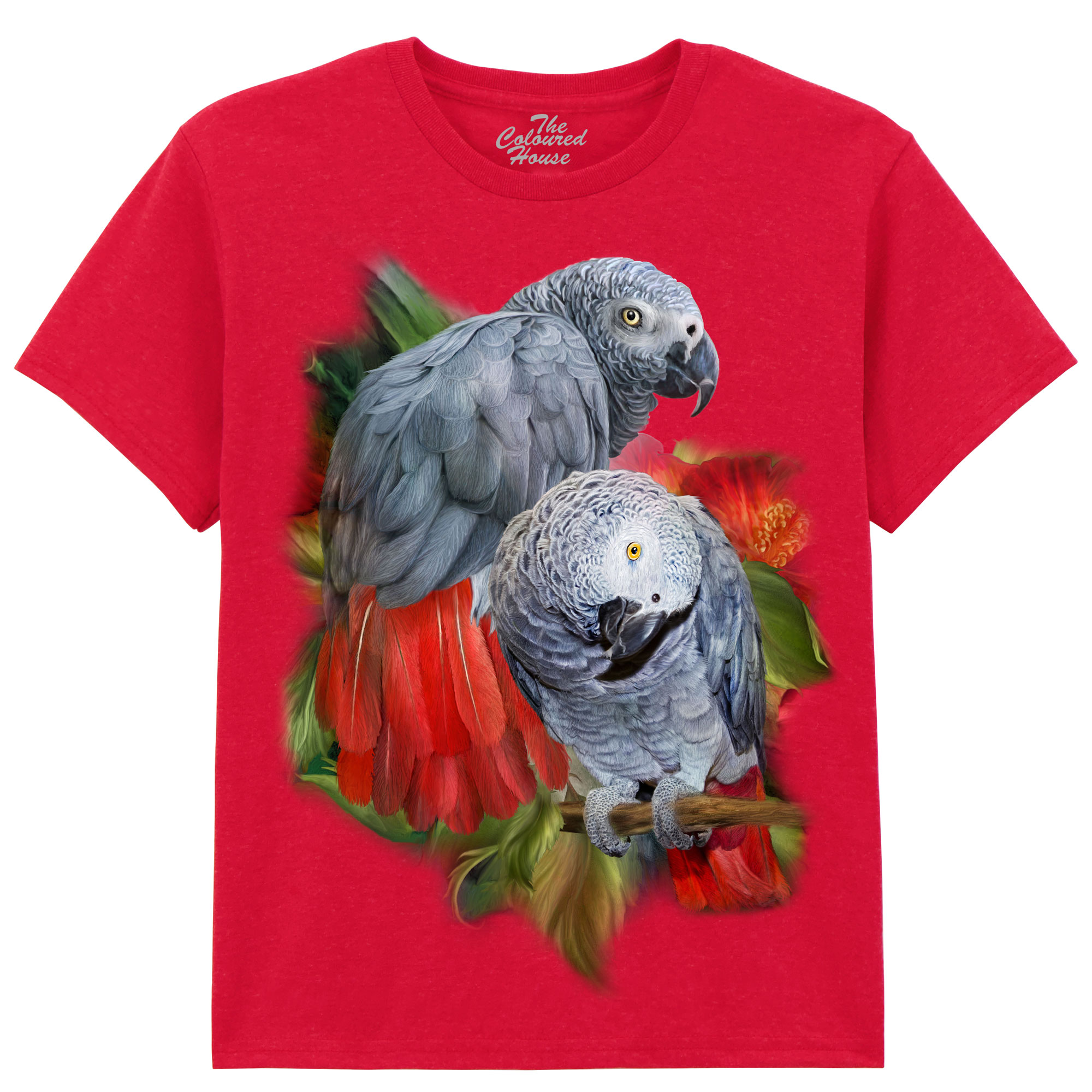 African Greys KIDS