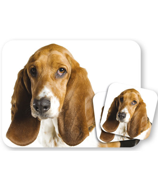 Basset Hound