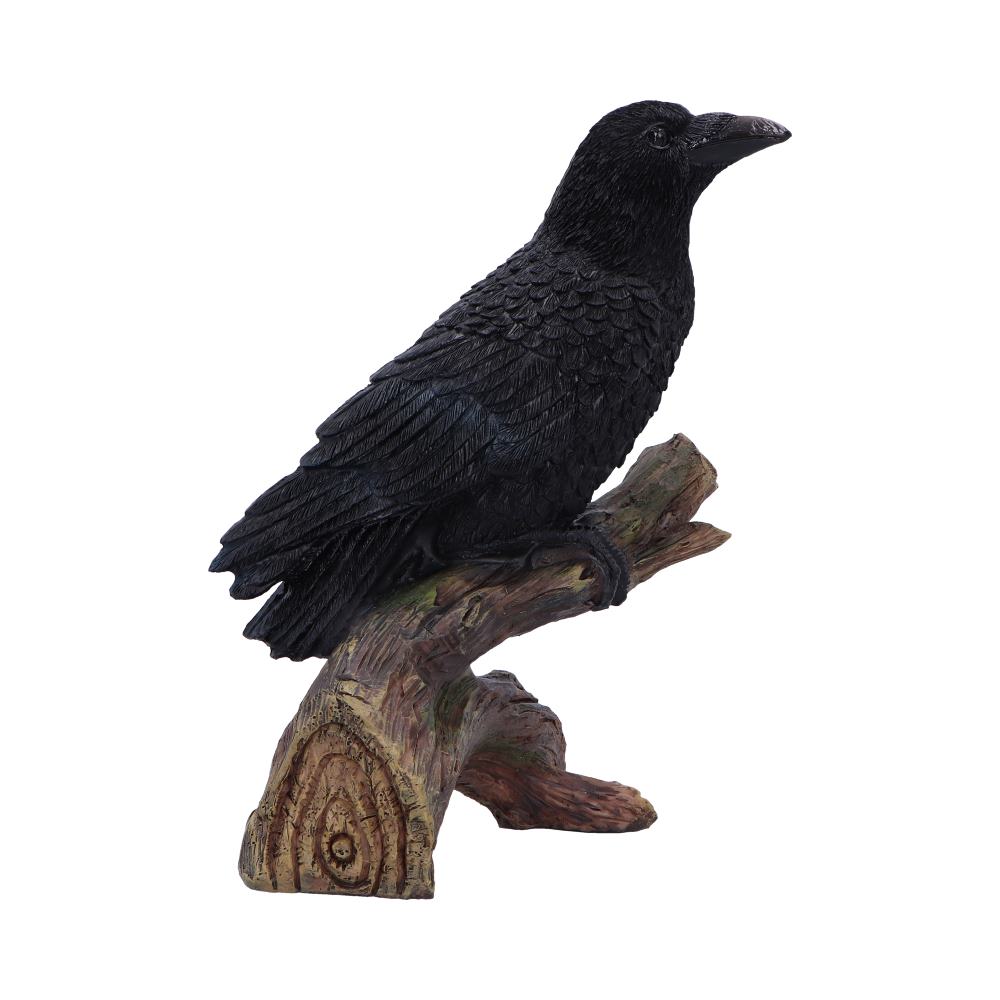 Ravens Perch 20cm Ravens Perch 20cm