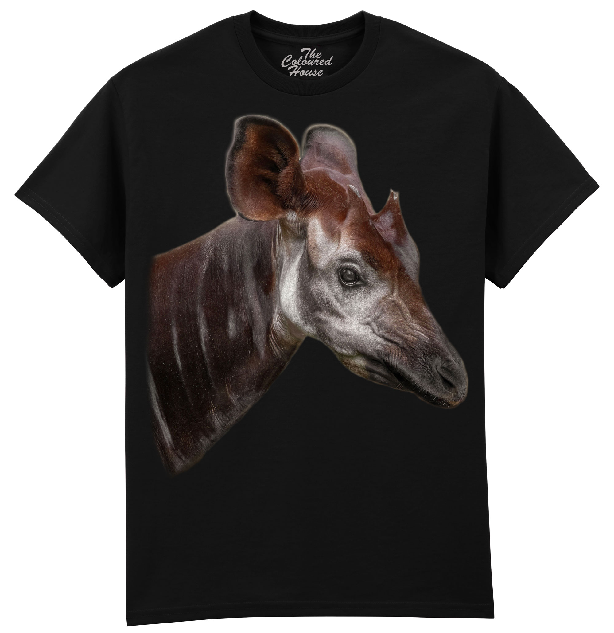 The Elusive Okapi
