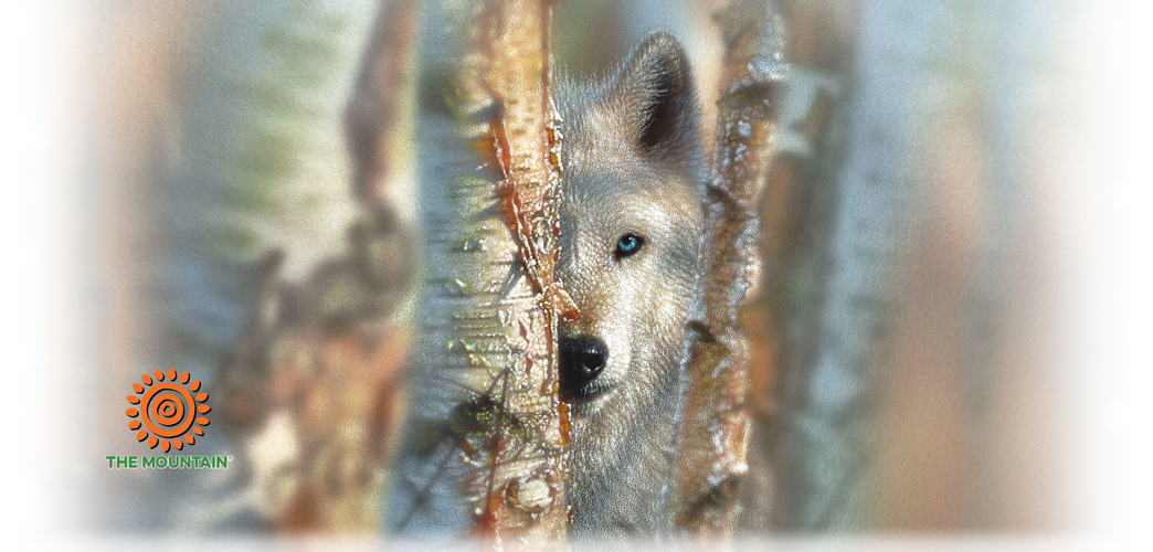 Focused Wolf Mok