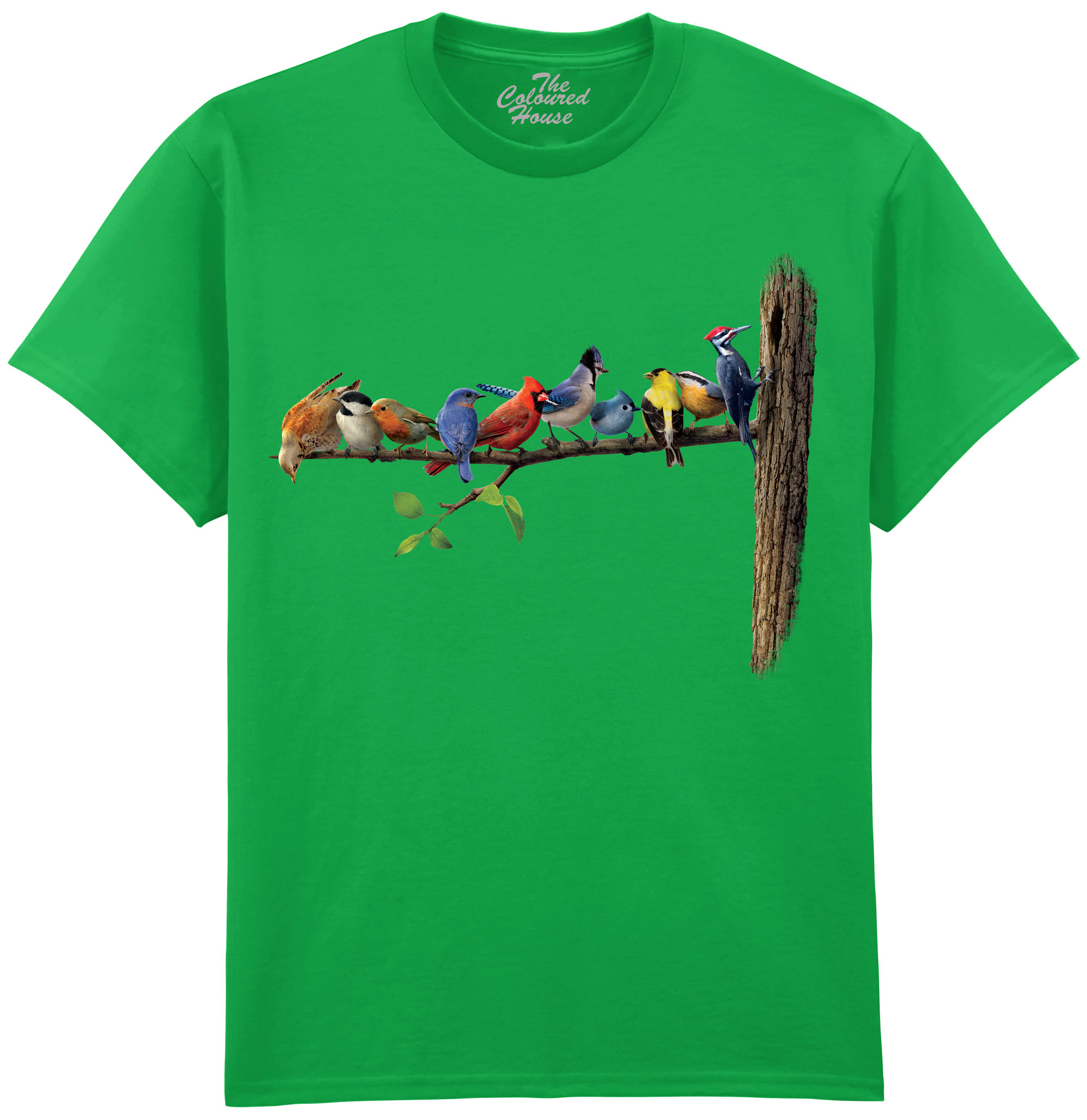 Birds