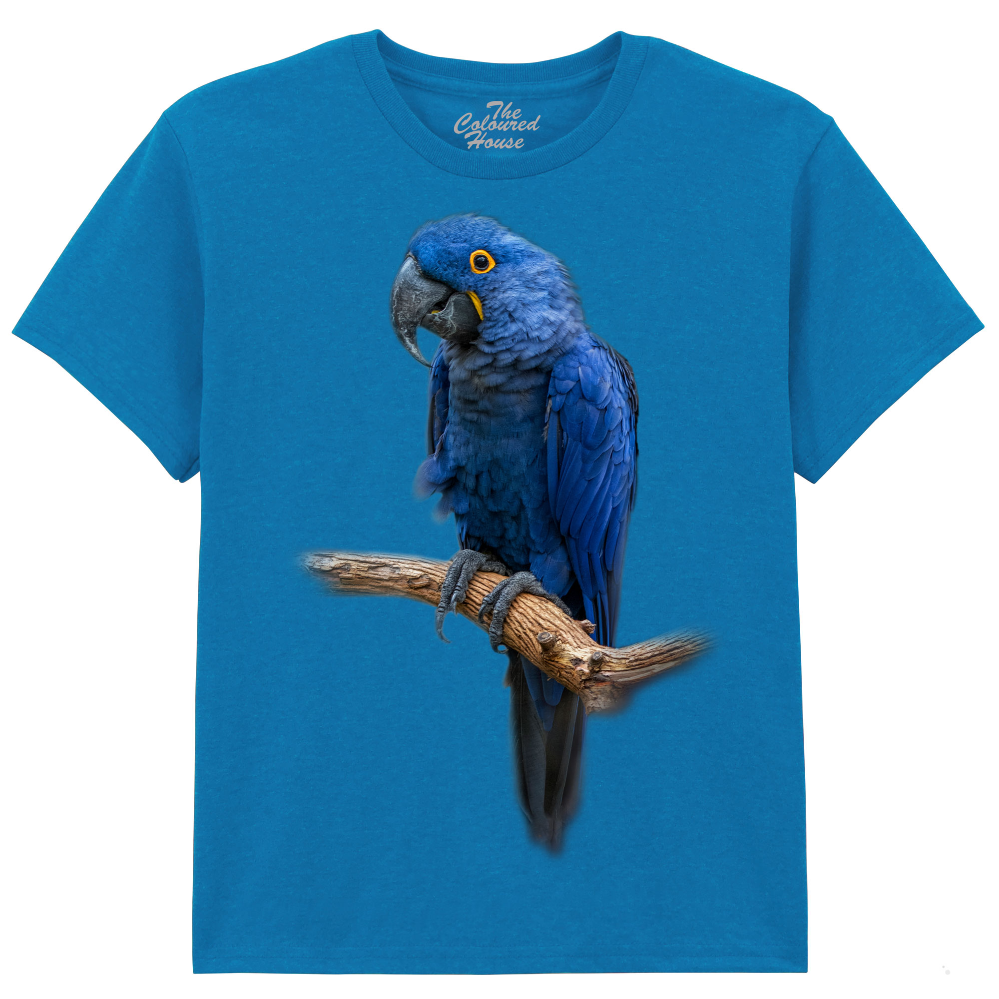 Blue Gem - Macaw KIDS