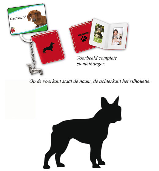 Boston Terrier
