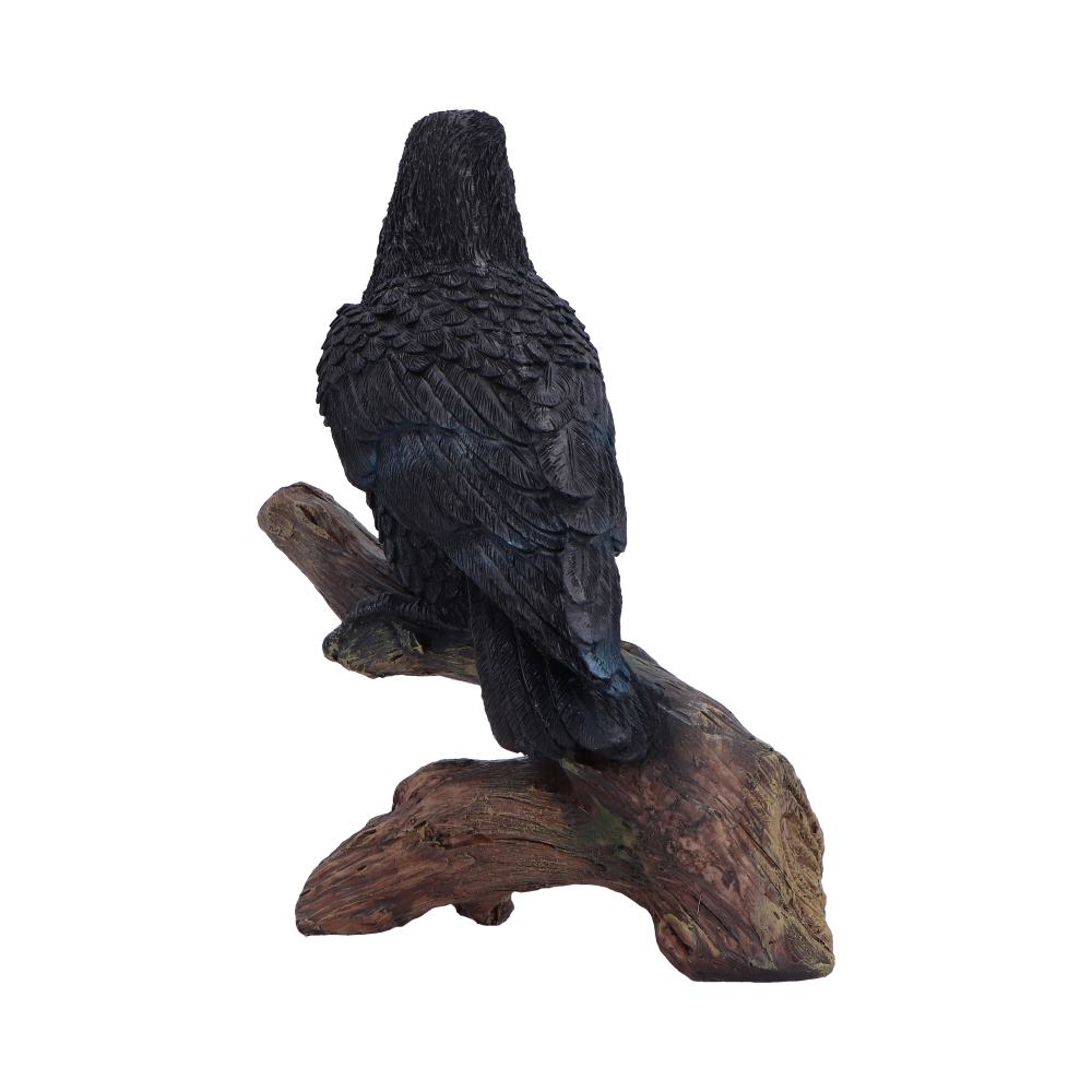 Ravens Perch 20cm Ravens Perch 20cm