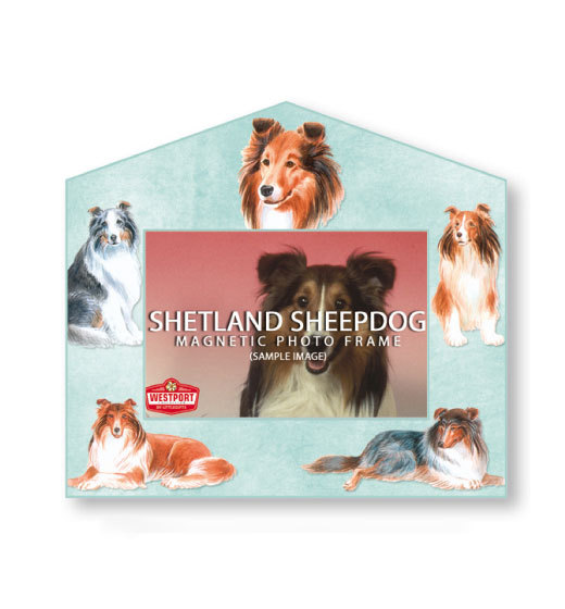 Shetland Sheepdog